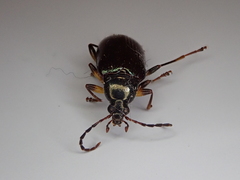 Tanychilus