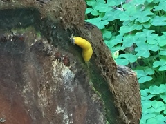 Ariolimax dolichophallus