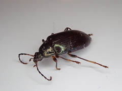 Tanychilus