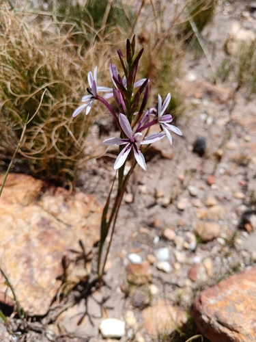 Image of Thereianthus elandsmontanus by (c) bullwooding, some rights reserved (CC BY)