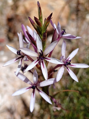 Image of Thereianthus elandsmontanus by (c) bullwooding, some rights reserved (CC BY)