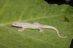 Hemidactylus frenatus