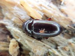 Uloma tenebrionoides