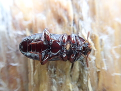 Uloma tenebrionoides