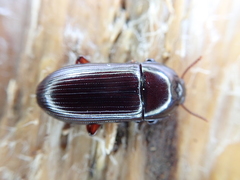 Uloma tenebrionoides