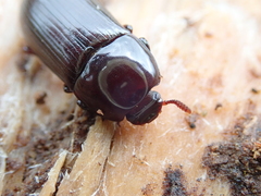 Uloma tenebrionoides