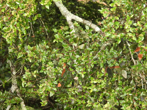 Image of Nothofagus moorei by (c) Mark Clarke, some rights reserved (CC BY)