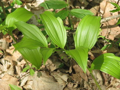 Polygonatum latifolium