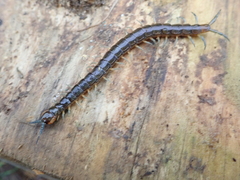 Cormocephalus rubriceps