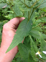 Eurybia furcata