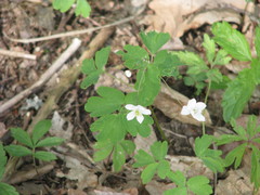 Isopyrum thalictroides