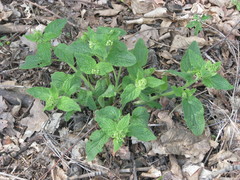 Scrophularia vernalis