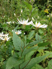 Eurybia furcata