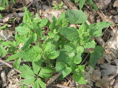 Scrophularia vernalis