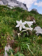 Paradisea liliastrum