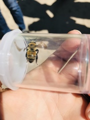 Anthophora bomboides