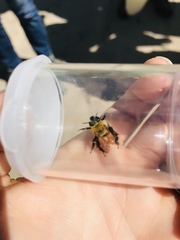 Anthophora bomboides