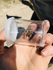 Anthophora bomboides