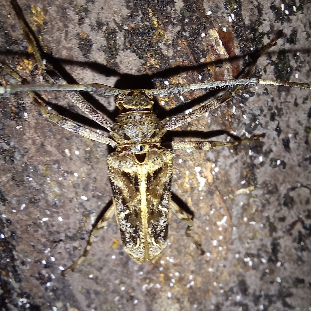Macropophora accentifer