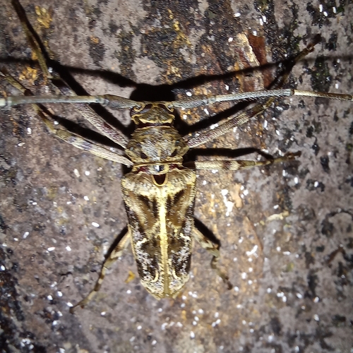 Macropophora accentifer