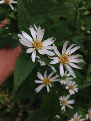 Eurybia furcata