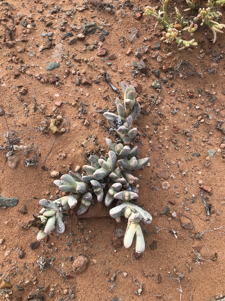 Juttadinteria deserticola (Marloth) Schwantes 2