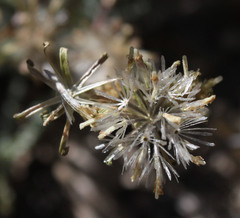 Chaenactis santolinoides
