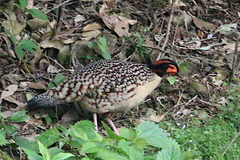 Tragopan caboti