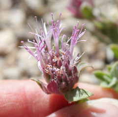 Monardella australis