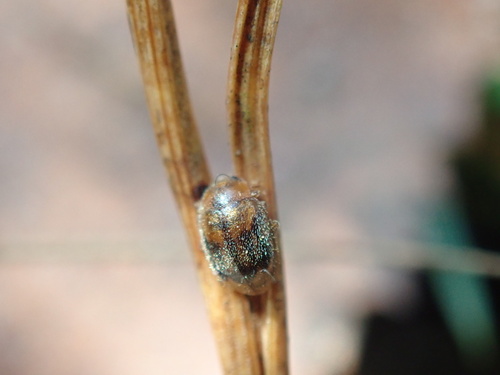 Round-keeled Rhyzobius, Lage Vuursche, Utrecht, NL, photo 7 of 10