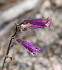 Penstemon caesius