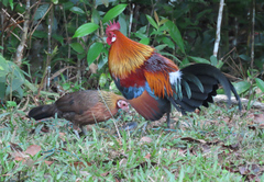 Red Junglefowl photo 5
