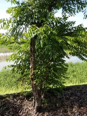 Diospyros kotoensis