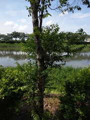 Diospyros kotoensis