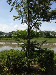 Diospyros kotoensis