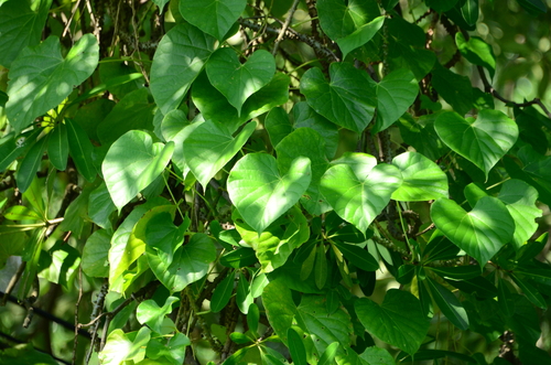 Image of Tinospora crispa by (c) 如此甚好, some rights reserved (CC BY)
