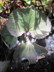 Viola flettii