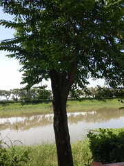 Diospyros kotoensis