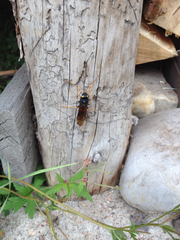 Urocerus flavicornis