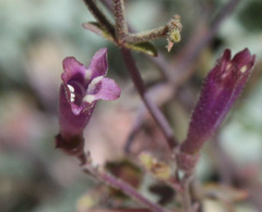Penstemon caesius