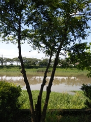 Diospyros kotoensis