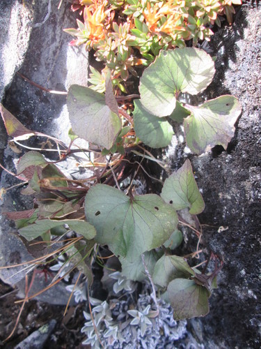 Image of Viola flettii by (c) Nolan Exe, some rights reserved (CC BY)