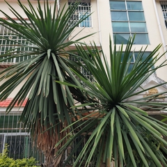 Dracaena cochinchinensis