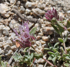 Monardella australis