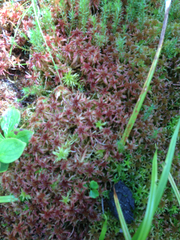Sphagnum