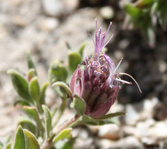 Monardella australis