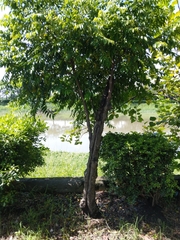 Diospyros kotoensis
