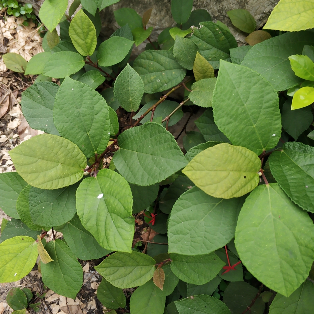 Ficus tikoua (Ficus tikoua)