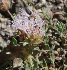 Monardella australis