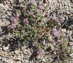 Monardella australis